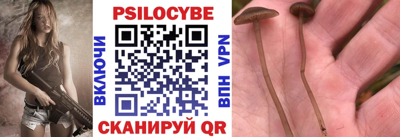 Псилоцибиновые грибы Psilocybe  Медынь 